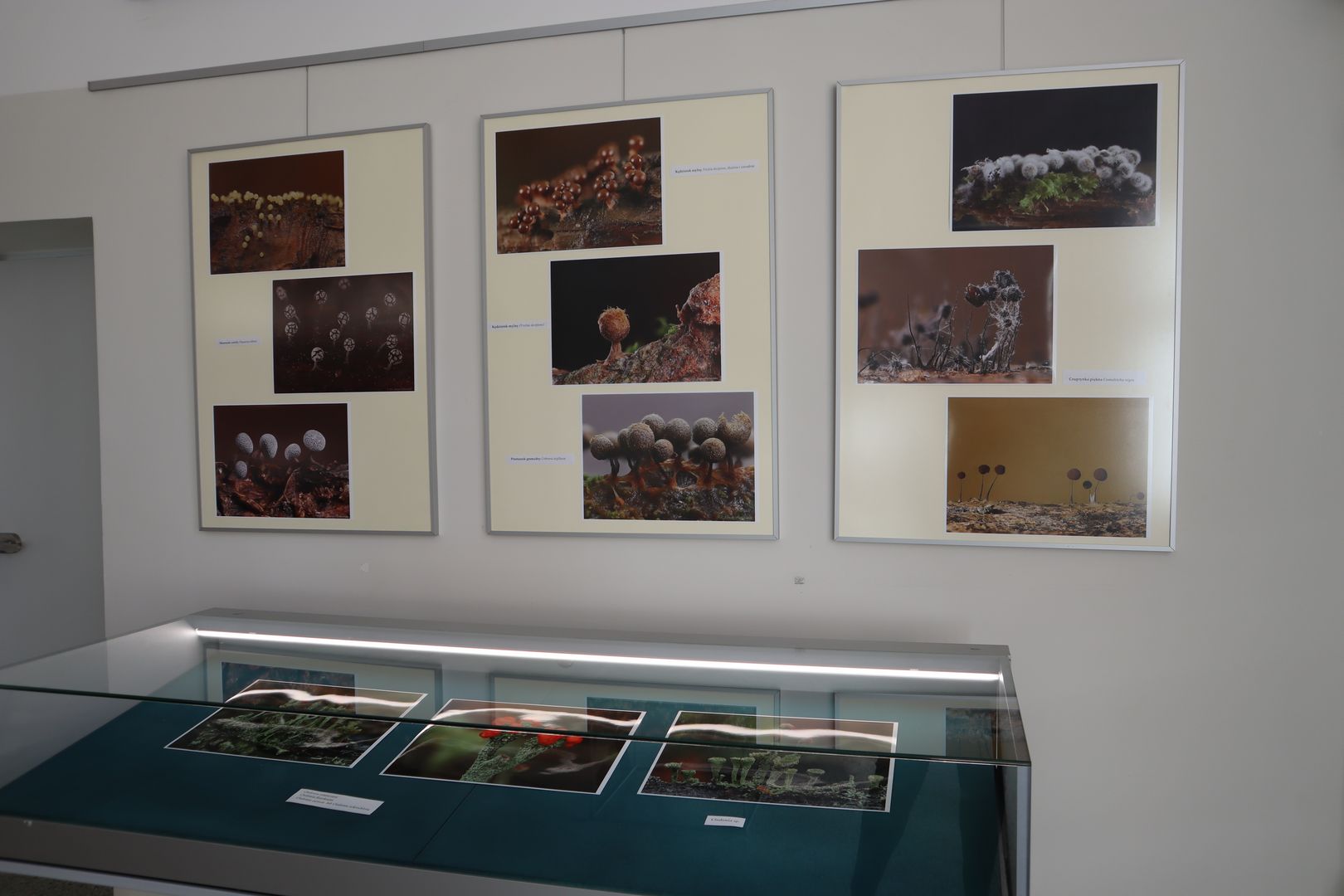 Fotografie prof. Joanny Podlasińskiej